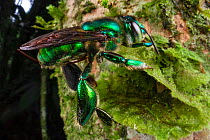 Male Orchid bee (Euglossa sp.) collecting fragrant compounds from a moss patch on a tree in the rainforest, Jatun Sacha Biological Station, Napo province, Amazon basin, Ecuador.