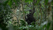 Bonobo (Pan paniscus) mother sitting in the canopy before being joined by a male, with an infant following. Male then climbs out of frame, Lomako Yokokala Faunal Reserve, Democratic Republic of the Co...
