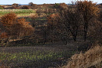 Burnt reed beds and charred trees caused by fires during summer heatwave, Snettisham Coastal Park, Norfolk, UK. 3rd August 2022.