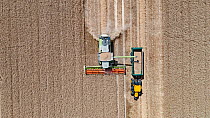 Aerial view of a combine harvester, harvesting wheat a month earlier than usual due to drought caused by summer heatwave, Kettlestone, Norfolk. 29th July 2022.