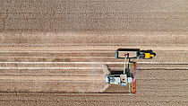 Aerial view of a combine harvester, harvesting wheat a month earlier than usual due to drought caused by summer heatwave, Kettlestone, Norfolk. 29th July 2022.