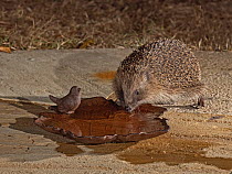 Hedgehog (Erinaceus europaeus) visiting garden patio at night to drink from bird bath during summer  heatwave, North Norfolk, UK. 23rd July, 2022.