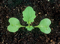Oilseed rape / Canola (Brassica napus) seedling with one true leaf & the second one forming against soil background.