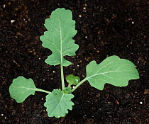 Oilseed rape / Canola (Brassica napus) seedling with one true leaf & the second one forming against soil background.