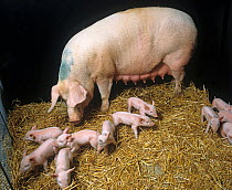 White pig sow standing looking at her piglets, aged 4-5 days, in a straw bedded pen, Dorset, UK. November.
