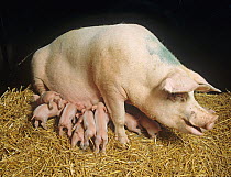 White pig sow standing up up with several piglets, aged 4-5 days, in a straw bedded pen, Dorset, UK. November.