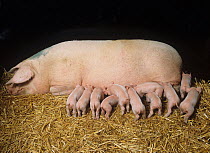 White pig sow asleep with several young piglets, aged 4-5 days, trying to suckle, Dorset, UK. November.