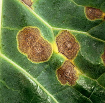 Cabbage ring-spot (Mycosphaerella brassicicola), acircular fungus disease, lesions on Cabbage (Brassica oleracea) leaf, Berkshire, UK. November.