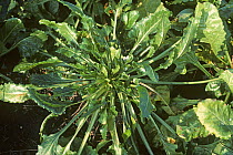 Sugar beet (Beta vulgaris) crop affected by docking disorder by free-living nematodes (FLN) causing severely stunted plant, UK.