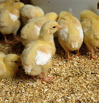 Broiler meat chicks, aged 7 days, on sawdust flooring in a chicken house, Dorset, UK. December.