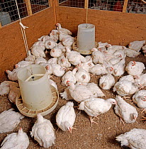 White finisher meat chickens being reared for meat, feeding in experimental chicken house with wood shavings on the floor, Dorset, UK.