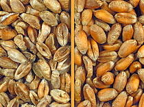 Wheat (Triticum aestivum) seeds, comparison of shrivelled weak and wasted seed from a diseased crop to plump healthy seed.