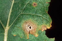 Leaf canker (Leptosphaeria maculans) lesion with black pycnidia on the leaf of Oilseed rape (Brassica napus) .