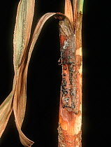 Narcissus smoulder (Botrytis narcissicola) stem base sclerotia on a Narcissus (Narcissus sp.) plant stem.