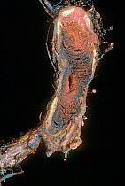 Strawberry red core / Red stele (Phytophthora fragariae) showing red colour of diseased root in section.