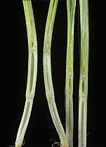 Close up showing the effect of Gibberellic acid (GA, gibberellin), a growth hormone, on the internode length of nodes 2 - 3 in Barley (Hordeum vulgare) crop plants.