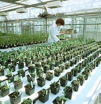 Scientist working in large greehouse containing cultivated, pot grown plants used for research studies of herbicides, pesticides and other agro-chemicals, Oxfordshire, UK.