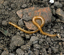 Centipede (Geophilus flavus) a soil dwelling species, on soil, Berkshire, UK. April.