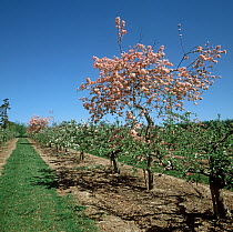 Apple (Malus domesticus) orchard in flower, young trees with one tree having a grafted pollinator branch with pink flowers, Kent, UK. May.
