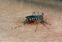 Female Egyptian mosquito (Aedes aegypti) on a human hand feeding on blood through its sharp proboscis.