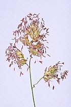 Cocksfoot (Dactylis glomerata) grass flowering spikelets with purple anthers extended, Berkshire, UK. June.