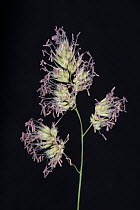 Cocksfoot (Dactylis glomerata) grass flowering spikelets with purple anthers extended, Berkshire, UK. June.