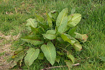 Broad-leaved dock (Rumex obtusifolius) established plant before flowering, in rough pasture, Berkshire, UK. April.