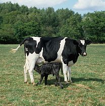 Holstein Friesian heifer (Bos taurus) with her newborn calf suckling outdoors in field, UK.