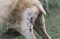 Recovering Fly strike wound on the hind quarters of a Friesian sheep, caused by feeding of Blow fly (Calliphoridae) maggots, Gloucestershire, UK. August.