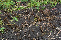 Golden potato cyst nematode (Globodera rostochiensis) damage to a Potato (Solanum tuberosum) crop, UK.