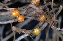 Golden potato cyst nematode (Globodera rostochiensis) close up of cysts on Potato (Solanum tuberosum) roots, UK.