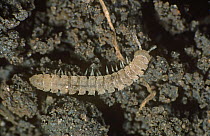 Flat-backed millepede (Polydesmus angustus), a soil pest, close up on soil, England, UK.