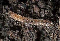 Flat-back millepede (Brachydesmus superus), a root pest, on soil, England, UK.