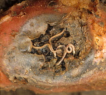 Spotted snake millepedes (Blaniulus guttulatus) feeding in a gallery within a Potato (Solanum tuberosum) tuber, England, UK.