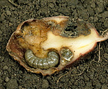 Turnip cutworm / Turnip moth (Agrotis segetum) caterpillar feeding on a damaged Potato (Solanum tuberosum) tuber.