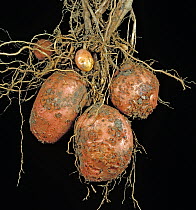 Skin blemishes, warts and lesions caused by Common scab (Streptomyces) on the surface of Potato (Solanum tuberosum) tubers at harvest, Devon, UK.