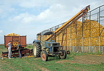Two farmer workers using tractor and farm machinery to stack huge amounts of Corn/ Maize (Zea mays) cobs in a cage for feeding livestock over winter, Colmar, France. October.
