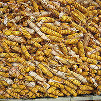 Corn / Maize (Zea mays) cobs stacked in a tall narrow mesh cage for feeding livestock over winter, Colmar, France, October.