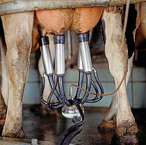 Close up of milking machine on the udder of a Friesian cow (Bos taurus) during milking, Dorset, UK. October.