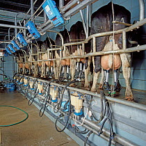 Friesian cows (Bos taurus) being milked in a herringbone type milking shed, Dorset, UK. October.