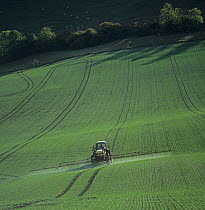 Tractor and trailed sprayer spraying seeding Wheat (Triticum sp.) crop in autumn, Berkshire, UK. October.
