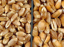 Comparison of English winter milling wheat (Triticumsp.) (left) and Canadian Western red spring milling wheat (right).