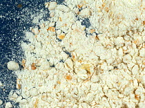 Close up of Brown 'Oxford'  wheat (Triticum sp.) flour.
