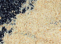 Close up of Stoneground wheat (Triticumsp.) flour.