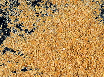 Close up of Wheat (Triticumsp.) middlings, a by-product of flour milling that can be used for biofuel, green energy, animal livestock feed.