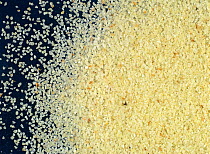 Close up of Wheat (Triticum sp.) semolina, produced at an intermediate stage in the milling process.