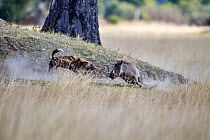 African wild dog (Lycaon pictus), alpha male,  chasing a Warthog (Phacochoerus africanus), Okavango Delta, Northern Botswana, Africa.