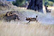 Three African wild dogs (Lycaon pictus) hunting a Warthog (Phacochoerus africanus), Okavango Delta,  Northern Botswana, Africa.