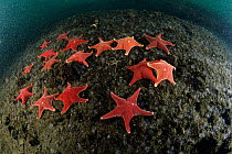Sea stars (Odontaster validus) gathered on the seabed, Antarctic Peninsula, Antarctica, Southern Ocean.