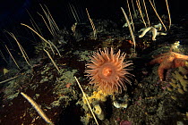 Salmon anemone (Isotealia antarctica) on the seabed surrounded by Sea whips (Gorgonacea), Antarctic Peninsula, Antarctica, Southern Ocean.